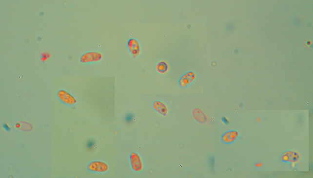 Phlebia rufa